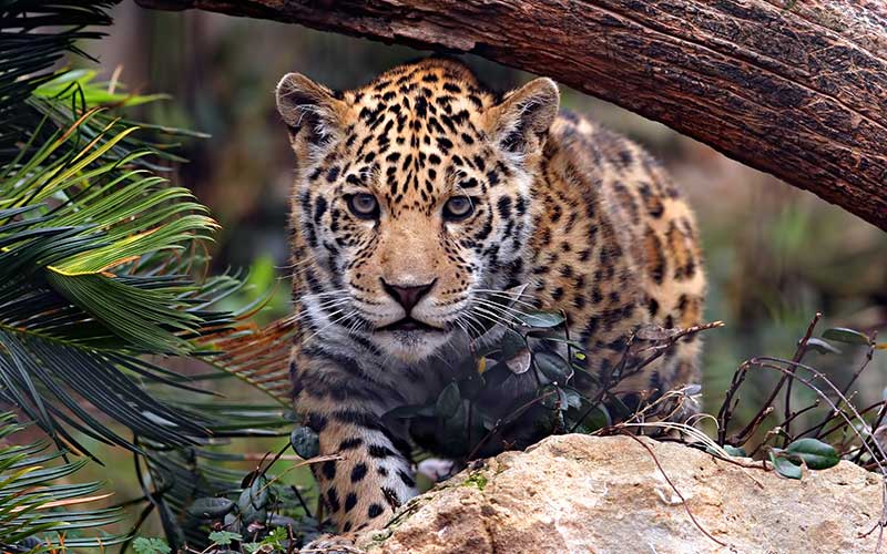 Participará Michoacán en preservación de especies como el jaguar - A