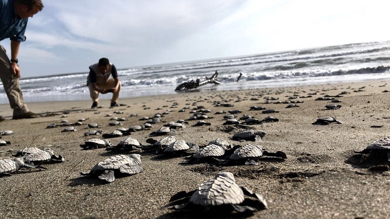 Realiza ProAm Operativos De Vigilancia En Campamentos Tortugueros Atiempo