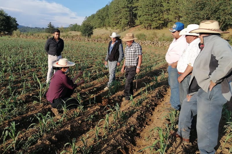 En Michoacán, Otro Nivel Agroproductivo Con Agricultura Sustentable ...