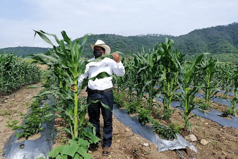 Agricultura Sustentable, Legado Para Michoacán Sin Costos Ambientales ...