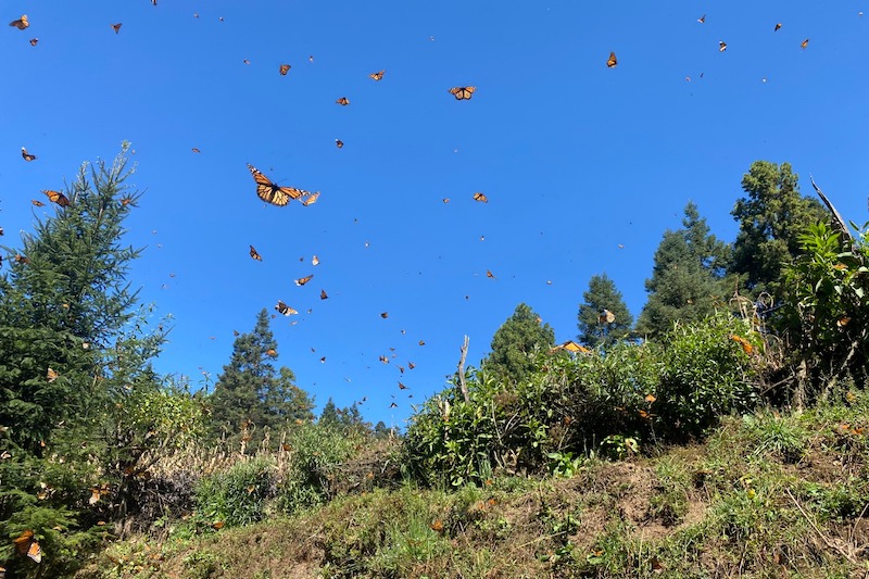 Mariposa Monarca