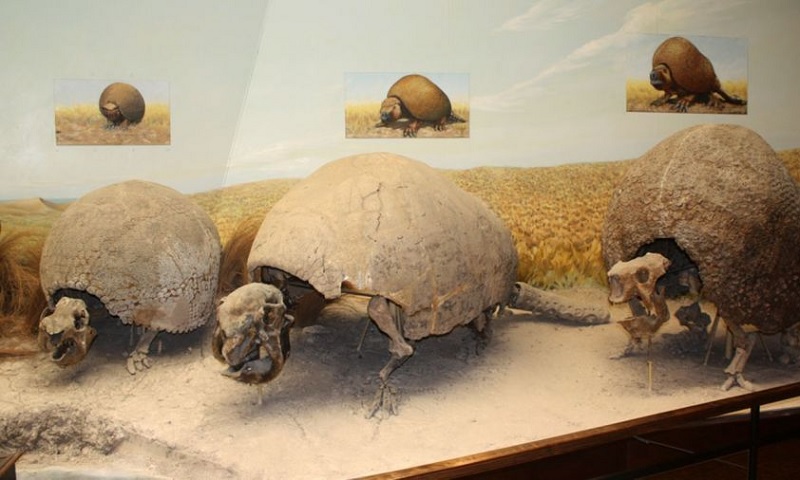 Gliptodontes, Fósiles, Argentina