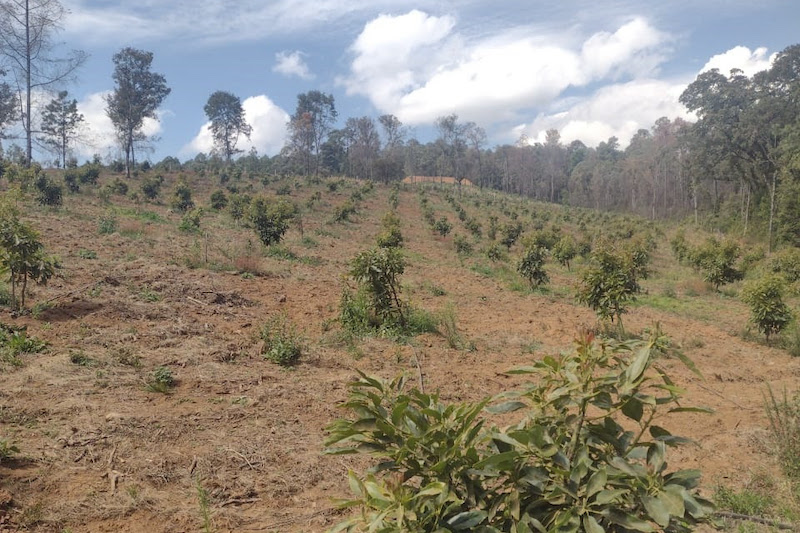 Huerta ilegal de aguacate