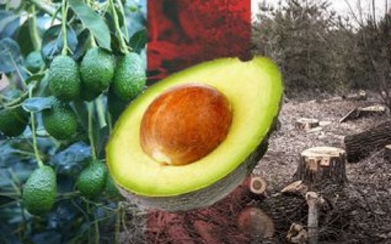 bosque en Michoacán, T-MEC