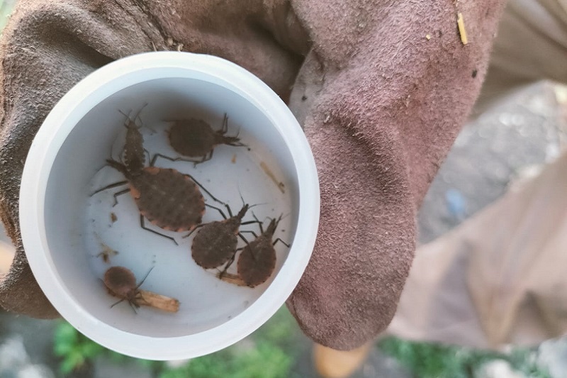 SSM Michoacán, Chagas