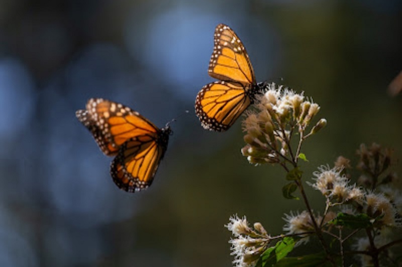 Mariposa Monarca, Michoacán, Colombia