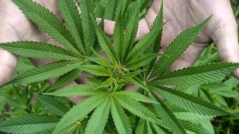 Marihuana en la adolescencia
