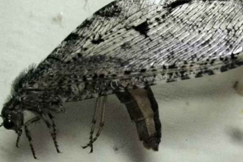 insecto gigante, Walmart, USA, era jurásica