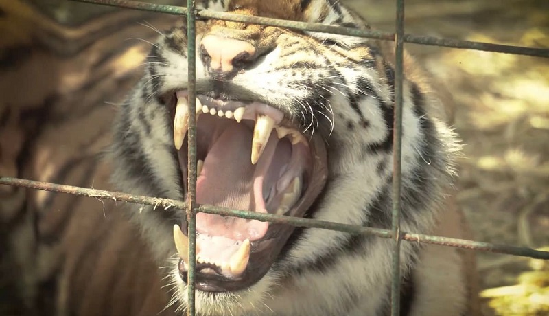 Traslado de tigres, AZCARM, Ostok Sanctuary