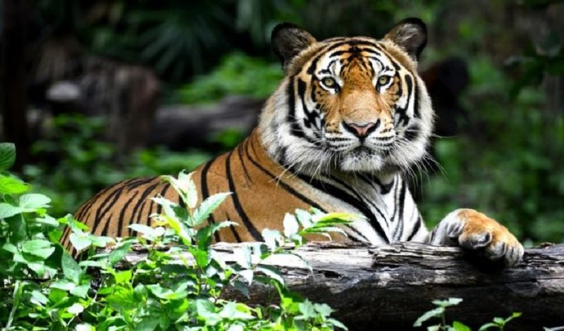 Proyecto Tigre, India