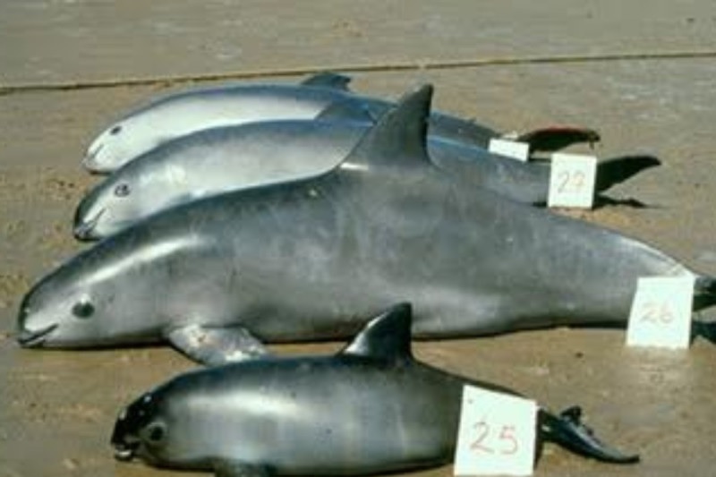 Prohibición para venta de mariscos mexicanos en EU, Vaquita marina