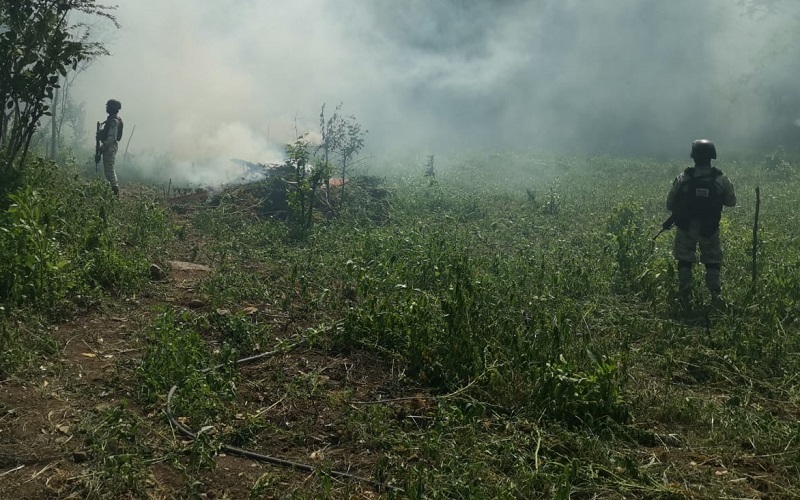 SSP, Michoacán, Marihuana