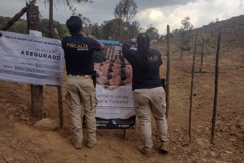 FGE, aseguramiento, huerta ilegal de aguacate