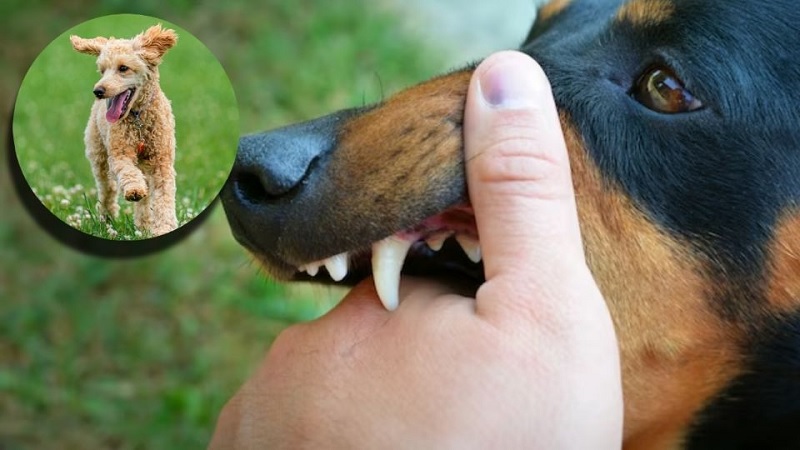 Mordedura de perro