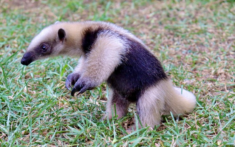 Zoológico de Morelia, Oso Ormiguero, Profepa, Traslado