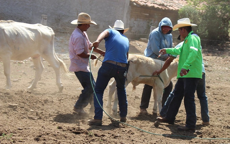 SADERMA Morelia