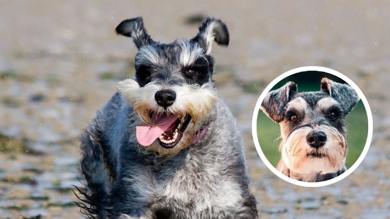 Schnauzer, Características