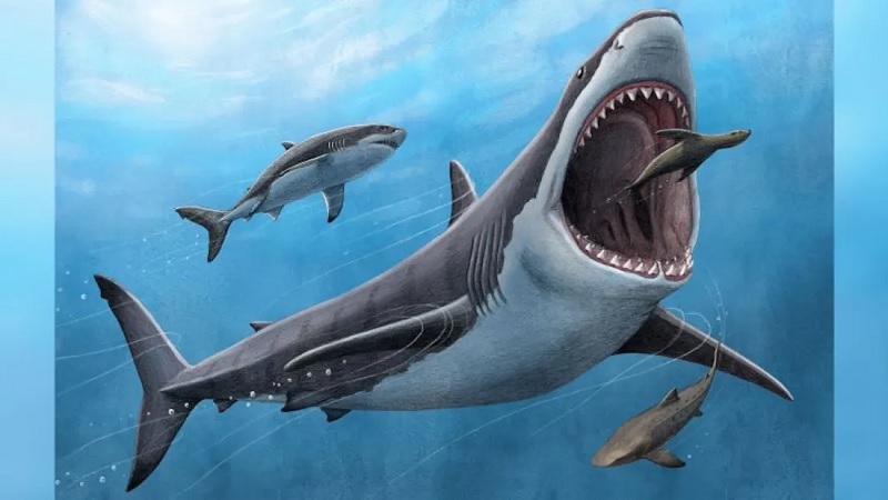 Megalodón, Extinción