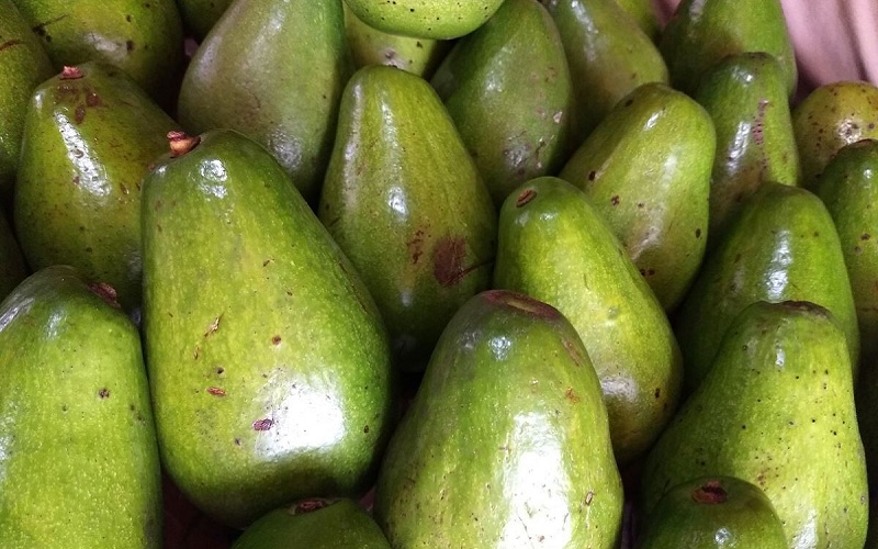 Aguacates criollos