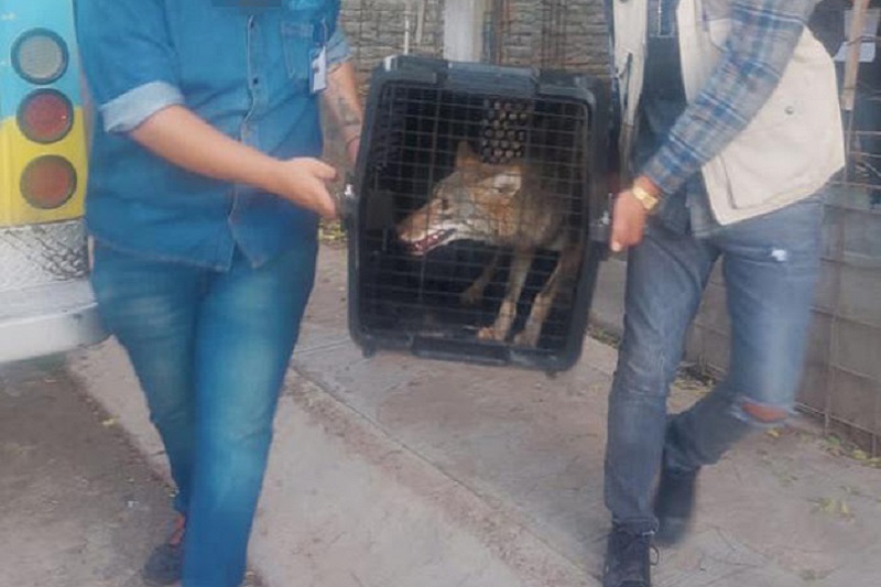 FGE Michoacán, Rescate animal