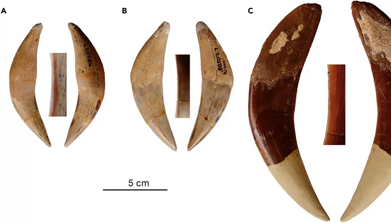 Dientes de sable, África