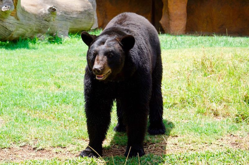 Oso, Zoológico de Morelia