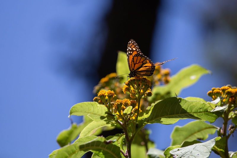 Mariposa Monarca