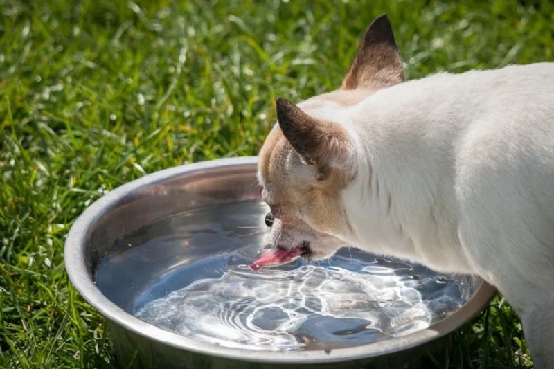 Perritos, Bebidas saludables