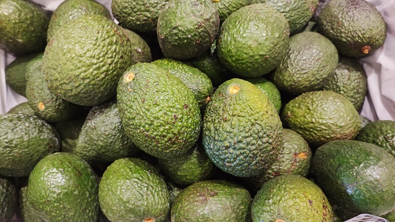 Expo Aguacatera 2023, Peribán, Michoacán