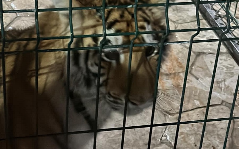Felinos en cautiverio, SSP Michoacán, Rescate