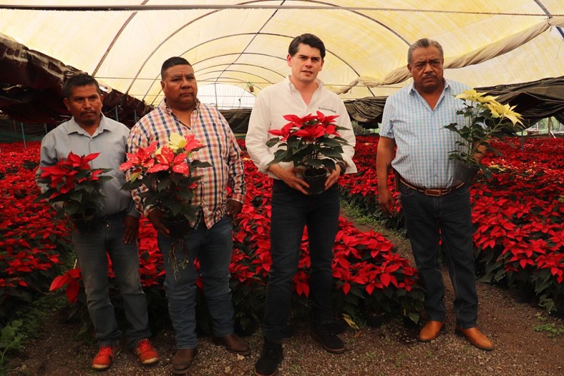 Nochebuena, Zitácuaro, Michoacán