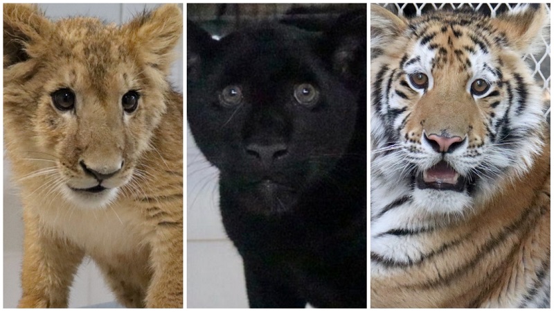 Cachorros felinos rescatados, zoológico de Morelia