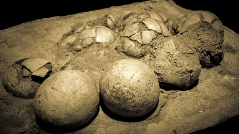 Huevos de dinosaurios, Resistencia