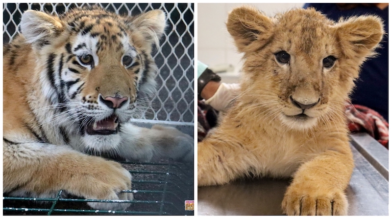Cachorros de tigre y león