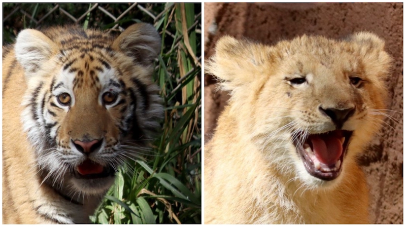 Cachorros de tigre y león