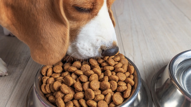 PROFECO, Croquetas para perro