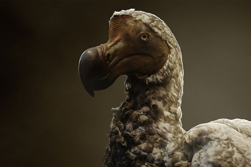 Ave dodo, Plan de "des-extinción"