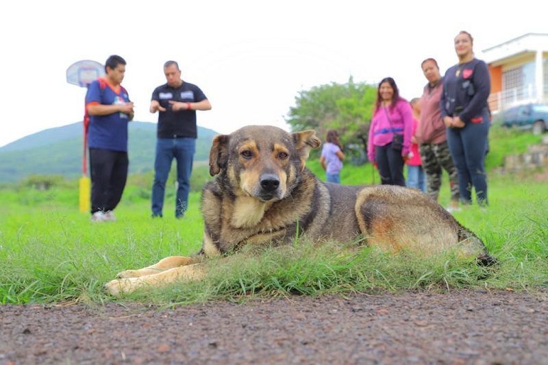 Reyes Magos, Juan Carlos Barragán, Animales de compañía