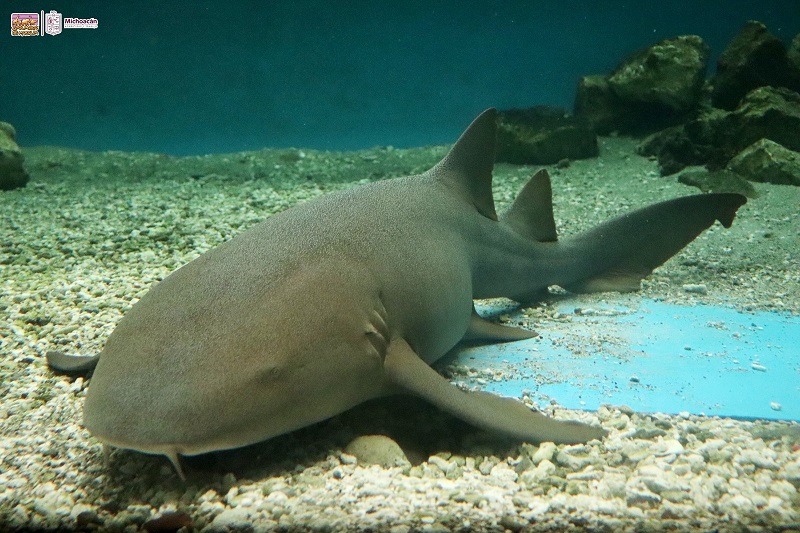 Zoológico de Morelia, tiburón nodriza