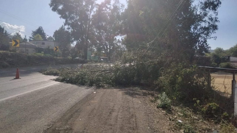 Árbol caído obstruye carretera, Michoacán