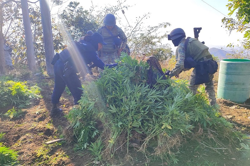 Ejército Mexicano, GN, Marihuana, Chinicuila, Michoacán