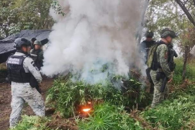 GN, Ejército Mexicano, plantíos de marihuana, Chinicuila