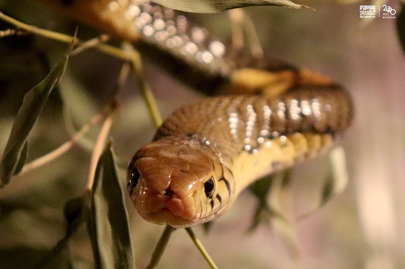 cobra bandeada, Zoo de Morelia