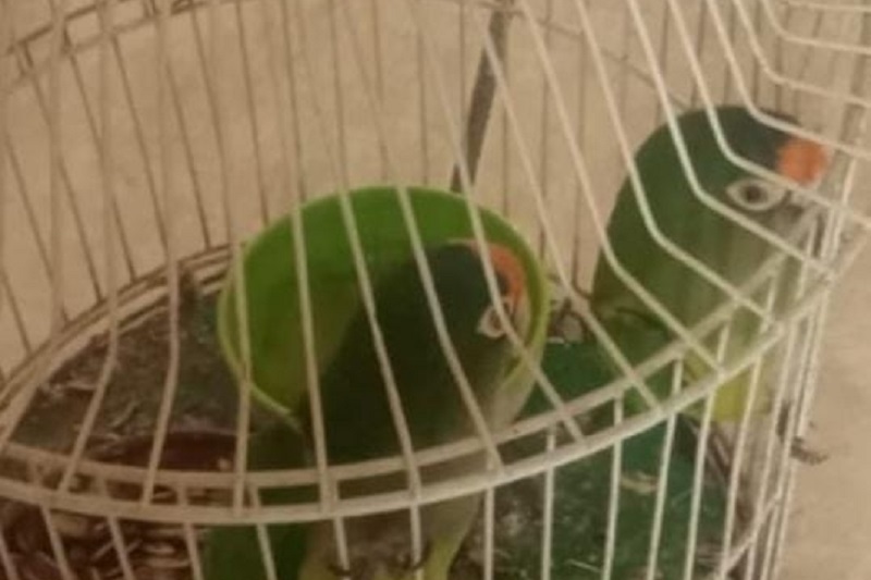 Profepa, pericos “atoleros”, Operativo, Morelia