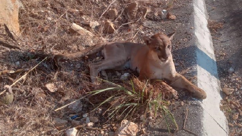 Puma malherido, autopista Siglo XXI, Michoacán