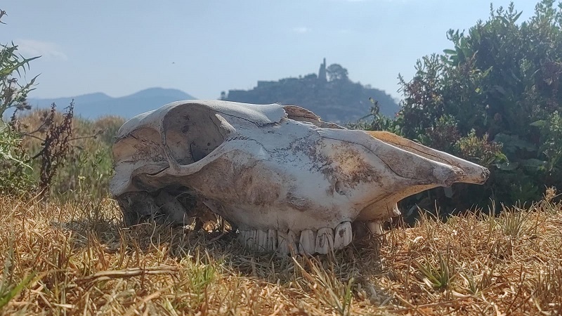 muerte del Lago de Pátzcuaro