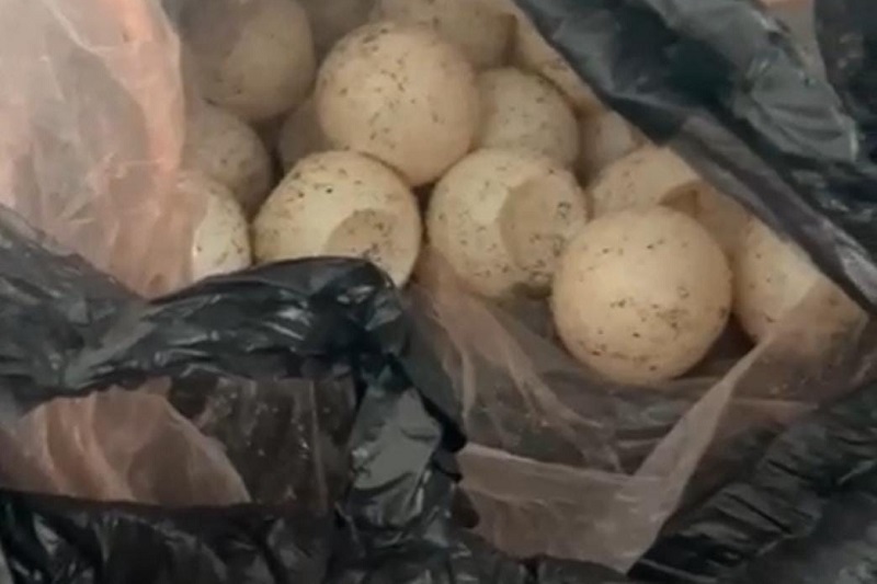 FGE, huevos de tortuga, PC, Michoacán