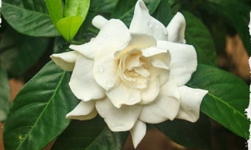 Árbol de gardenias