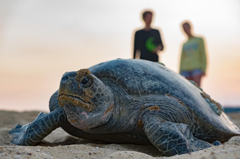 Día Internacional de la Tortuga