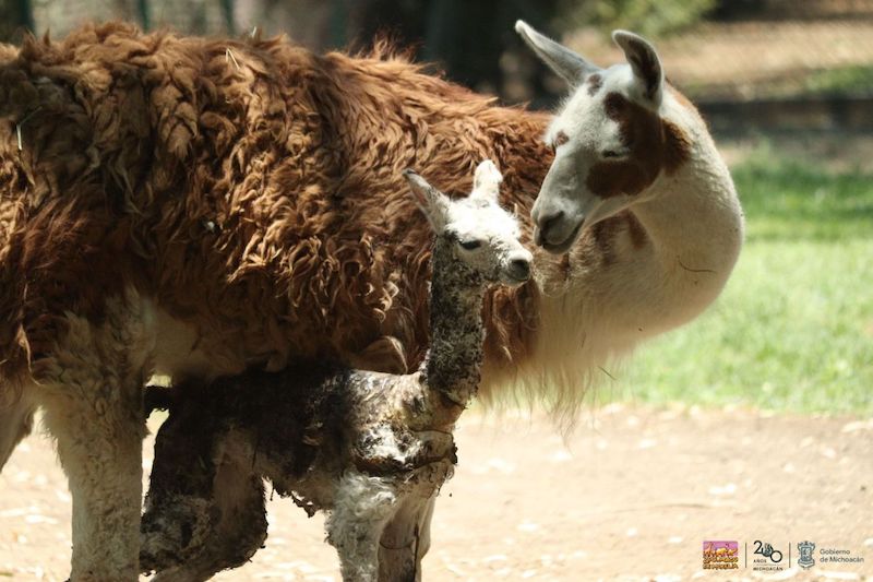 Cría de llama
